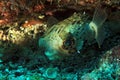 Long-Spine Porcupinefish